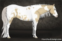Horse Color:Silver Buckskin Dun Sabino Splash Tobiano Appaloosa