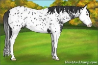 Horse Color:Black Splash Appaloosa 