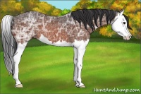 Horse Color:Brown Ice Splash 