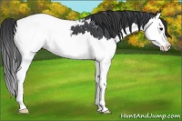Horse Color:Blue Roan Splash Snowcap 