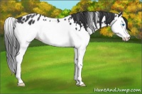 Horse Color:Black Splash Leopard 