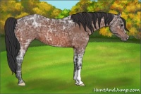 Horse Color:Bay Ice 