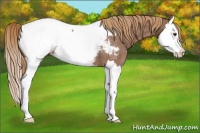 Horse Color:Red Roan Splash Appaloosa 