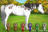 Horse Color:Bay Roan Splash Appaloosa