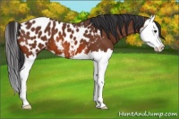 Horse Color:Bay Splash Appaloosa 