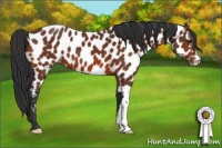 Horse Color:Bay Appaloosa 