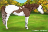 Horse Color:Red Roan Splash Appaloosa 