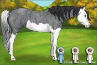 Horse Color:Blue Roan Splash 