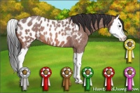 Horse Color:Bay Roan Splash Appaloosa 
