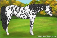 Horse Color:Black Near Leopard 