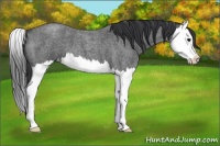 Horse Color:Blue Roan Splash Varnish 