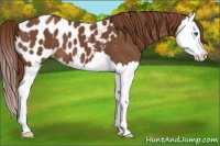 Horse Color:Chestnut Splash Appaloosa 