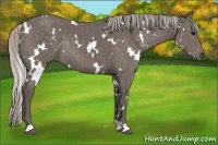 Horse Color:White Spotted Silver Black Rabicano 