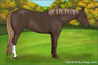 Horse Color:Liver Chestnut 