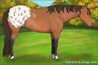 Horse Color:Bay Varnish Rabicano 