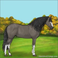 Horse Color:White Spotted Smoky Grullo 