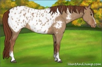 Horse Color:White Spotted Red Dun Appaloosa 