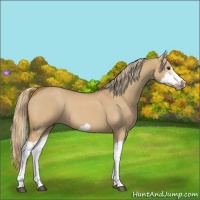 Horse Color:Red Dun Roan Splash Frame Rabicano 