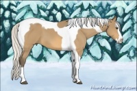 Horse Color:Silver Buckskin Splash Tobiano 