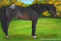 Horse Color:Brown Appaloosa Rabicano