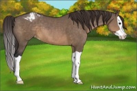 Horse Color:Brown Dun Splash Varnish 