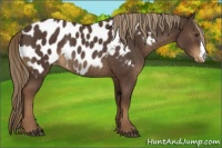 Horse Color:Liver Chestnut Blanket Rabicano 