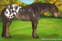 Horse Color:Liver Chestnut Appaloosa Rabicano 