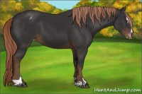 Horse Color:Liver Chestnut Sabino Varnish 