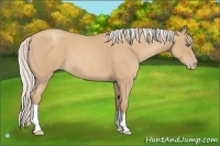 Horse Color:Silver Classic Champagne Roan 