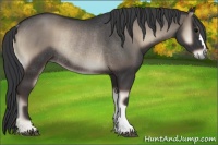 Horse Color:Blue Onyx Rabicano 