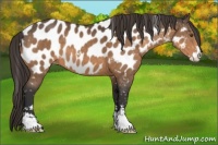 Horse Color:Buckskin Sabino Near Leopard 