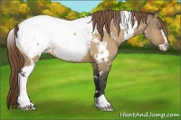 Horse Color:White Spotted Buckskin Dun Sabino Appaloosa 