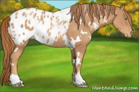 Horse Color:White Spotted Gold Champagne Appaloosa Rabicano 