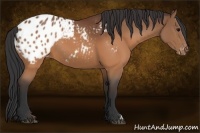 Horse Color:Brown Appaloosa