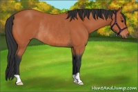 Horse Color:Bay Rabicano 
