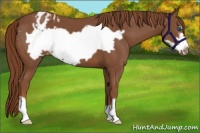 Horse Color:Chestnut Frame Appaloosa 