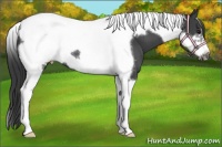 Horse Color:Black Tobiano Frame