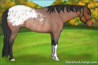 Horse Color:Bay Roan Blanket Rabicano 