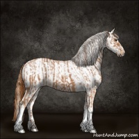 Horse Color:Chestnut  and Chestnut Appaloosa 