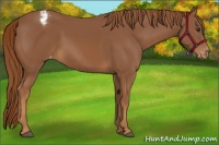 Horse Color:Chestnut Appaloosa 