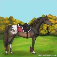 Horse Color:Buckskin Appaloosa 