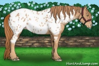 Horse Color:Gold Champagne Appaloosa 