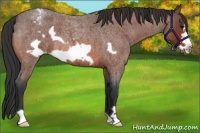 Horse Color:Bay Roan Frame Appaloosa