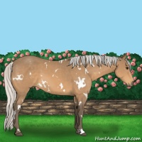 Horse Color:White Spotted Silver Buckskin 