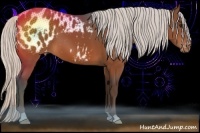 Horse Color:Silver Bay Appaloosa 