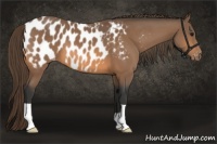 Horse Color:Buckskin Blanket 