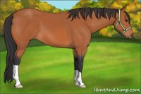 Horse Color:Bay 