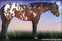 Horse Color:Bay Appaloosa 