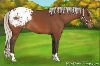 Horse Color:Silver Brown Appaloosa 