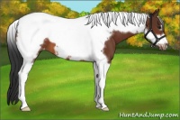 Horse Color:Bay Tobiano Frame Appaloosa